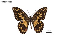 藏品(花鳳蝶)的圖片